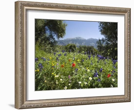 Spring Flowers, White Mountains (Lefka Ori), Chania Region, Crete, Greek Islands, Greece, Europe-Stuart Black-Framed Photographic Print