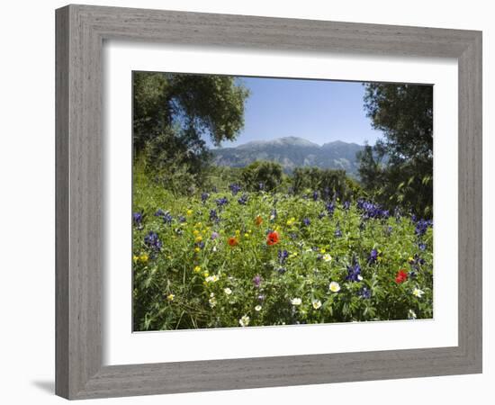 Spring Flowers, White Mountains (Lefka Ori), Chania Region, Crete, Greek Islands, Greece, Europe-Stuart Black-Framed Photographic Print