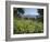 Spring Flowers, White Mountains (Lefka Ori), Chania Region, Crete, Greek Islands, Greece, Europe-Stuart Black-Framed Photographic Print