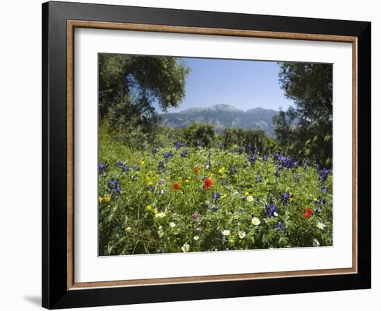 Spring Flowers, White Mountains (Lefka Ori), Chania Region, Crete, Greek Islands, Greece, Europe-Stuart Black-Framed Photographic Print