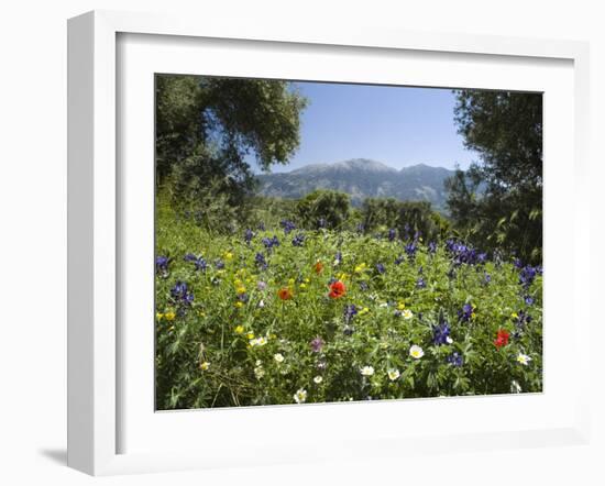 Spring Flowers, White Mountains (Lefka Ori), Chania Region, Crete, Greek Islands, Greece, Europe-Stuart Black-Framed Photographic Print