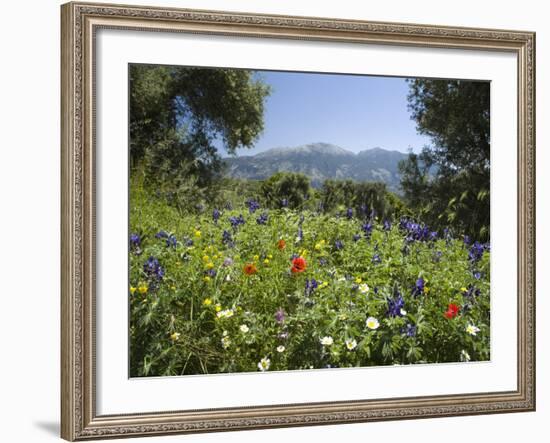 Spring Flowers, White Mountains (Lefka Ori), Chania Region, Crete, Greek Islands, Greece, Europe-Stuart Black-Framed Photographic Print