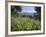 Spring Flowers, White Mountains (Lefka Ori), Chania Region, Crete, Greek Islands, Greece, Europe-Stuart Black-Framed Photographic Print