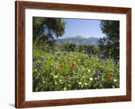 Spring Flowers, White Mountains (Lefka Ori), Chania Region, Crete, Greek Islands, Greece, Europe-Stuart Black-Framed Photographic Print