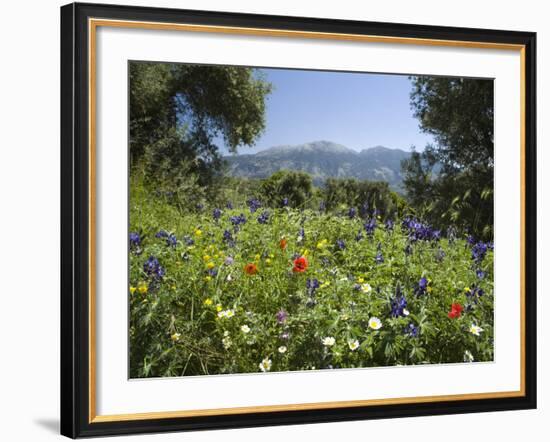 Spring Flowers, White Mountains (Lefka Ori), Chania Region, Crete, Greek Islands, Greece, Europe-Stuart Black-Framed Photographic Print