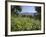 Spring Flowers, White Mountains (Lefka Ori), Chania Region, Crete, Greek Islands, Greece, Europe-Stuart Black-Framed Photographic Print