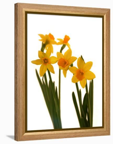 Spring Flowers-Abdul Kadir Audah-Framed Premier Image Canvas