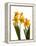 Spring Flowers-Abdul Kadir Audah-Framed Premier Image Canvas