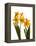 Spring Flowers-Abdul Kadir Audah-Framed Premier Image Canvas