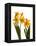 Spring Flowers-Abdul Kadir Audah-Framed Premier Image Canvas