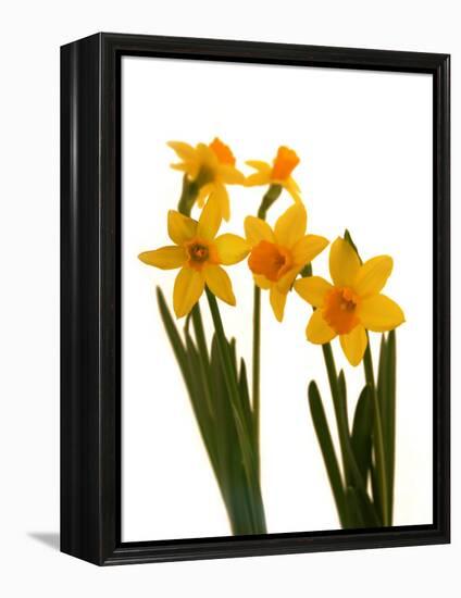 Spring Flowers-Abdul Kadir Audah-Framed Premier Image Canvas