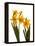 Spring Flowers-Abdul Kadir Audah-Framed Premier Image Canvas