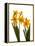 Spring Flowers-Abdul Kadir Audah-Framed Premier Image Canvas