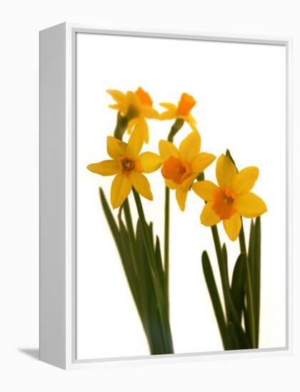 Spring Flowers-Abdul Kadir Audah-Framed Premier Image Canvas