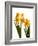 Spring Flowers-Abdul Kadir Audah-Framed Photographic Print