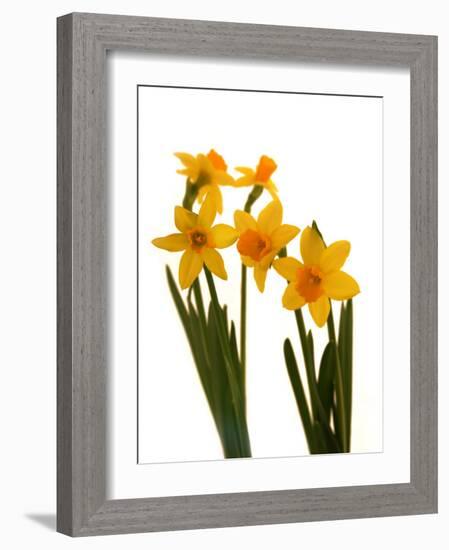 Spring Flowers-Abdul Kadir Audah-Framed Photographic Print