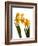 Spring Flowers-Abdul Kadir Audah-Framed Photographic Print