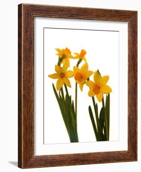 Spring Flowers-Abdul Kadir Audah-Framed Photographic Print