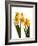 Spring Flowers-Abdul Kadir Audah-Framed Photographic Print