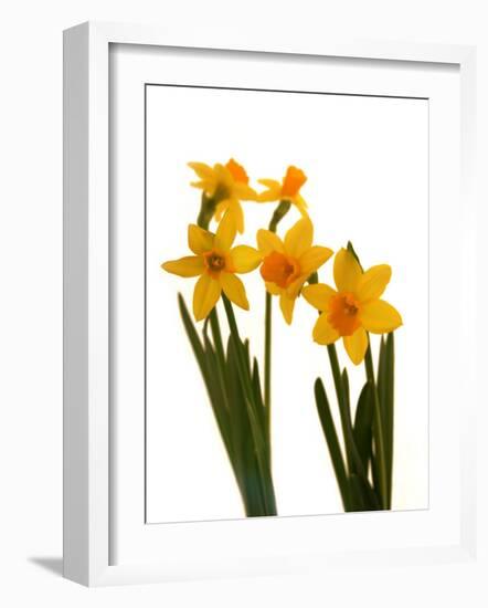 Spring Flowers-Abdul Kadir Audah-Framed Photographic Print