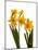 Spring Flowers-Abdul Kadir Audah-Mounted Photographic Print