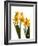 Spring Flowers-Abdul Kadir Audah-Framed Photographic Print