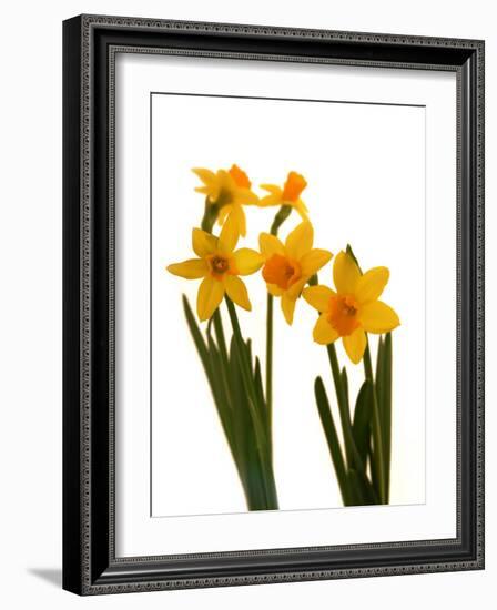 Spring Flowers-Abdul Kadir Audah-Framed Photographic Print