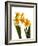 Spring Flowers-Abdul Kadir Audah-Framed Photographic Print