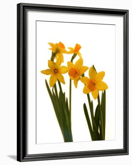 Spring Flowers-Abdul Kadir Audah-Framed Photographic Print