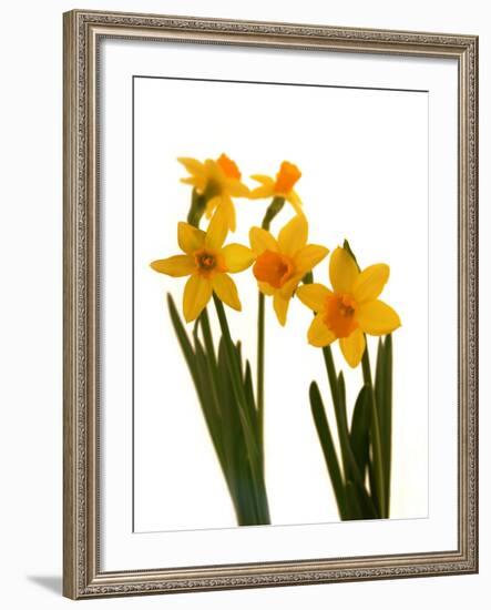 Spring Flowers-Abdul Kadir Audah-Framed Photographic Print