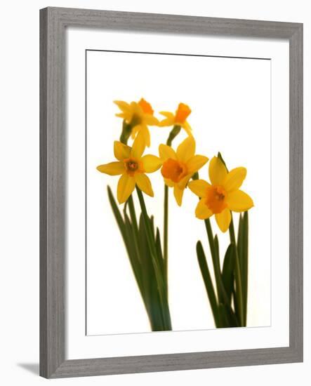 Spring Flowers-Abdul Kadir Audah-Framed Photographic Print