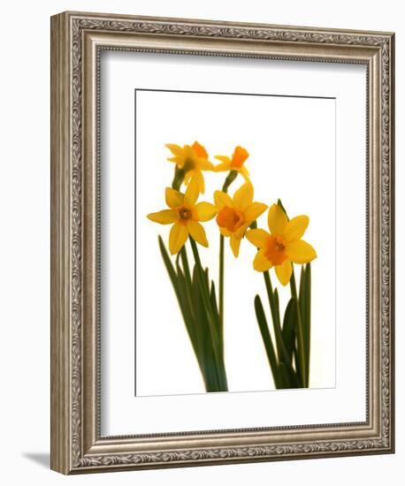 Spring Flowers-Abdul Kadir Audah-Framed Photographic Print