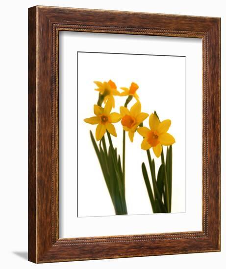 Spring Flowers-Abdul Kadir Audah-Framed Photographic Print