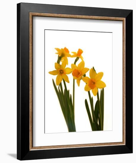 Spring Flowers-Abdul Kadir Audah-Framed Photographic Print