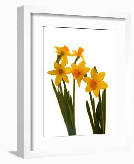 Spring Flowers-Abdul Kadir Audah-Framed Photographic Print