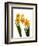 Spring Flowers-Abdul Kadir Audah-Framed Photographic Print