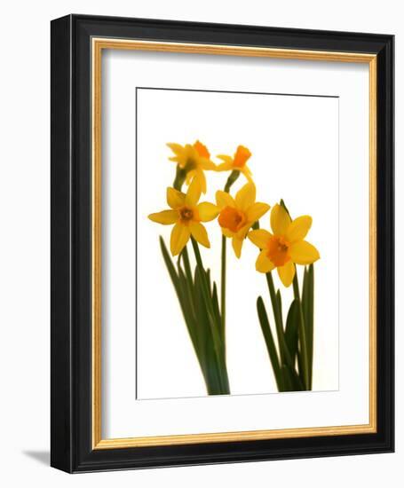 Spring Flowers-Abdul Kadir Audah-Framed Photographic Print