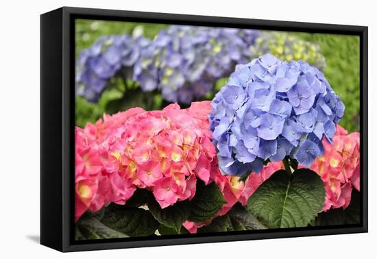 Spring Flowers-abracadabra99-Framed Premier Image Canvas