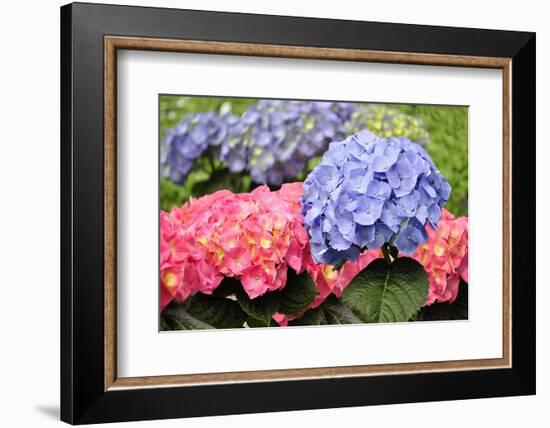 Spring Flowers-abracadabra99-Framed Photographic Print