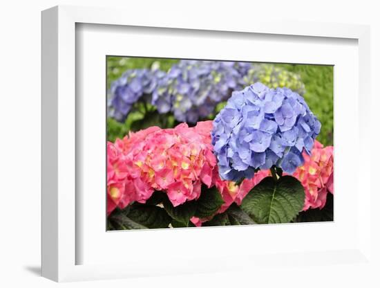 Spring Flowers-abracadabra99-Framed Photographic Print
