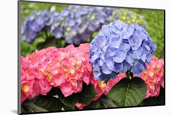 Spring Flowers-abracadabra99-Mounted Photographic Print