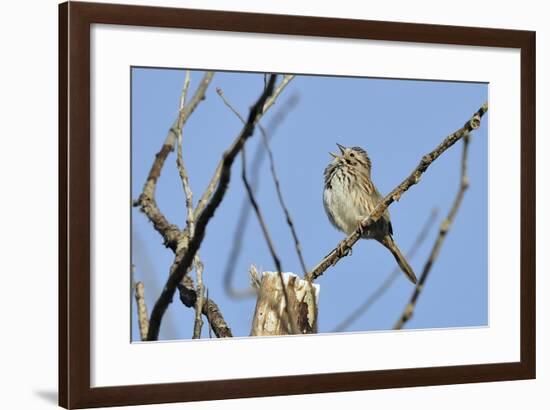 Spring Flowers-Gordon Semmens-Framed Photographic Print