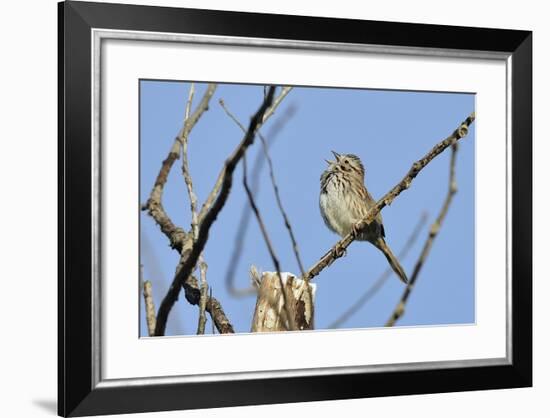 Spring Flowers-Gordon Semmens-Framed Photographic Print