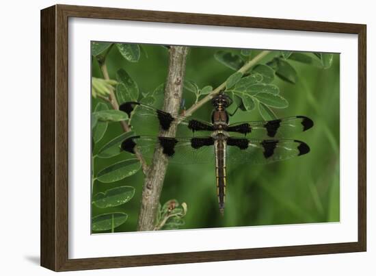 Spring Flowers-Gordon Semmens-Framed Photographic Print