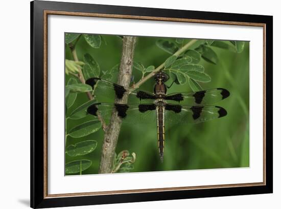 Spring Flowers-Gordon Semmens-Framed Photographic Print