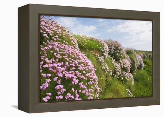 Spring flowers-David Clapp-Framed Stretched Canvas