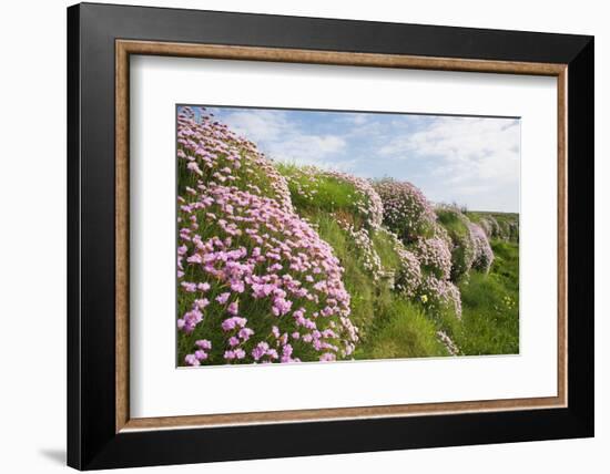 Spring flowers-David Clapp-Framed Photo