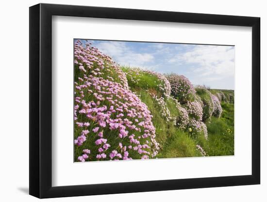 Spring flowers-David Clapp-Framed Photo