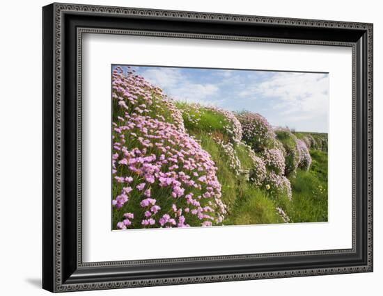 Spring flowers-David Clapp-Framed Photo