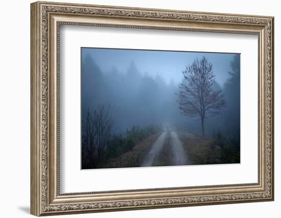 Spring Fog-Patrick Zephyr-Framed Photographic Print